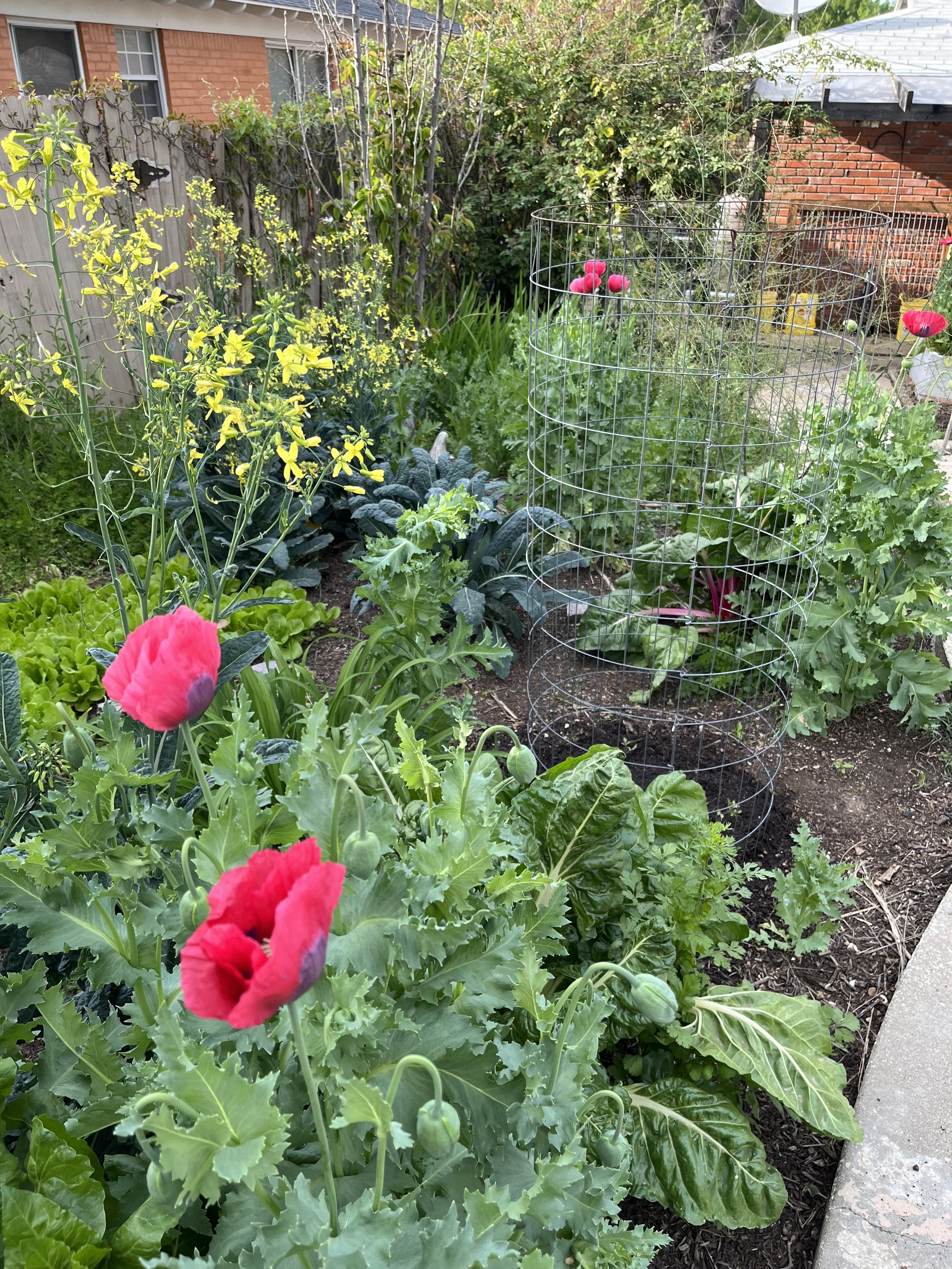 Poppy & Pea